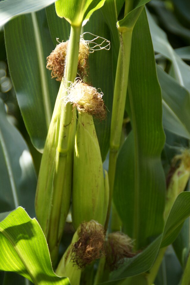 Plant corn plant cultivation