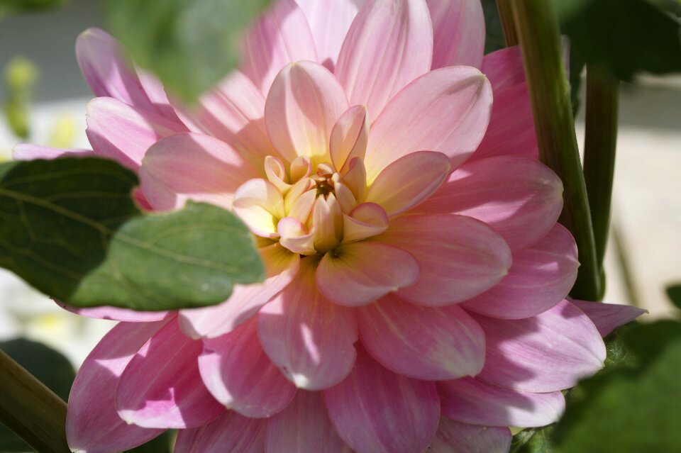 Bloom flower dahlia garden photo