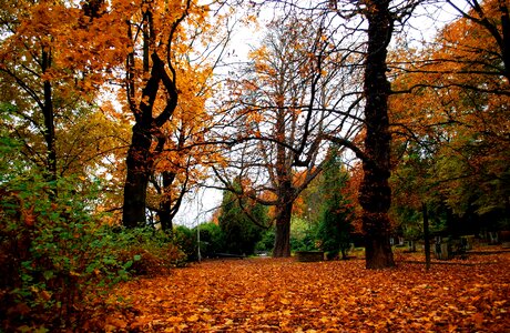 Autumn tree nature photo
