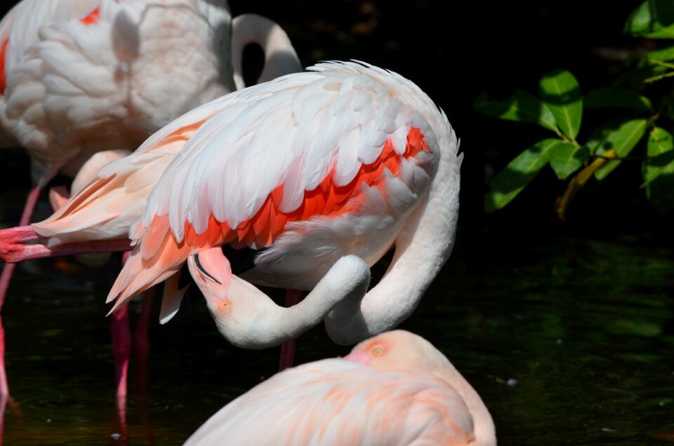 Feather water bird pink