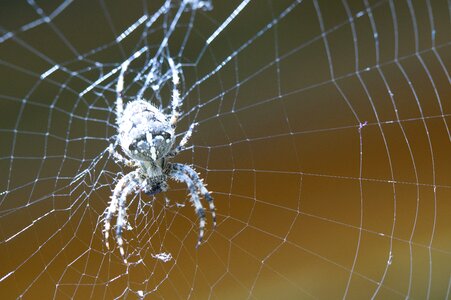 Cobweb lurking close up photo