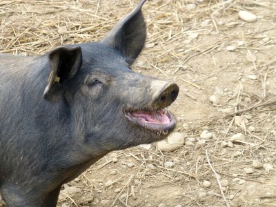 Black oink livestock