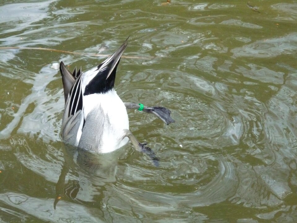 Water bird bird animal