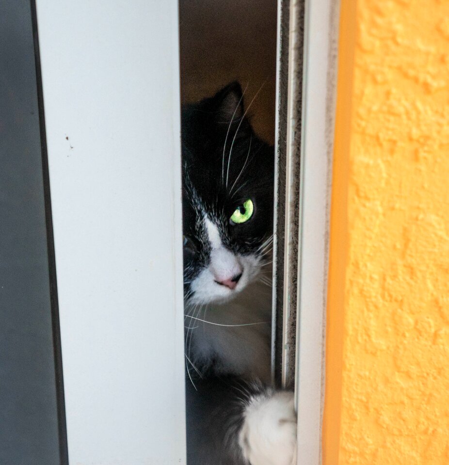 Domestic feline pet