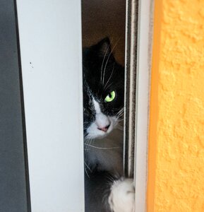 Domestic feline pet