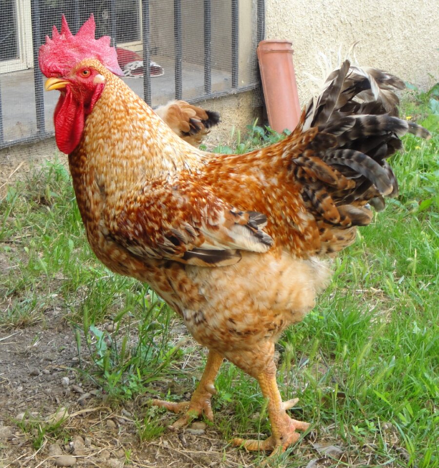 Chicken coop animals crest