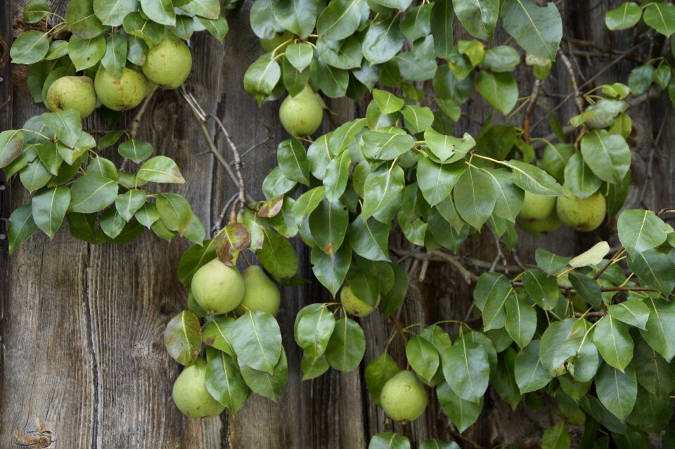 Farmhouse fruit fruits