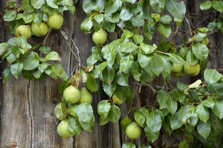 Farmhouse fruit fruits