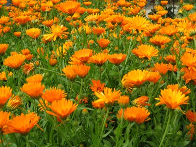 Field many orange