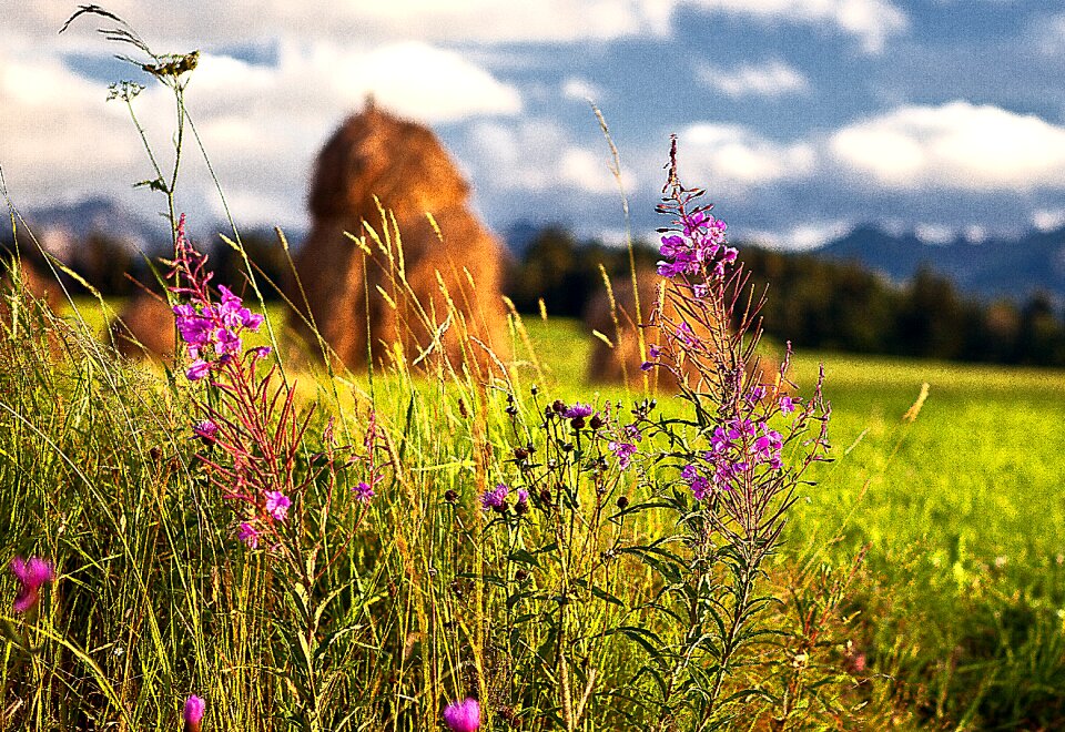 The background meadow grass