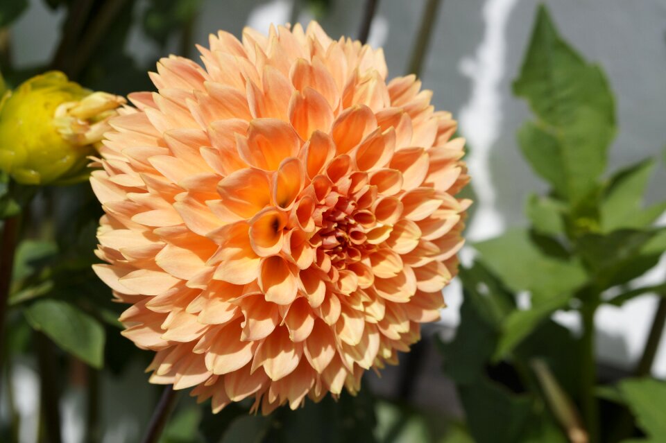 Globose blossom bloom