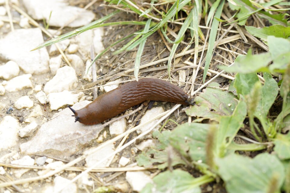 Away slowly mollusk
