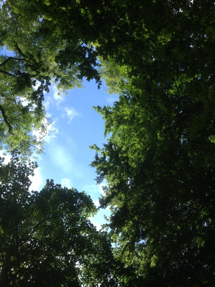 Tree nature green