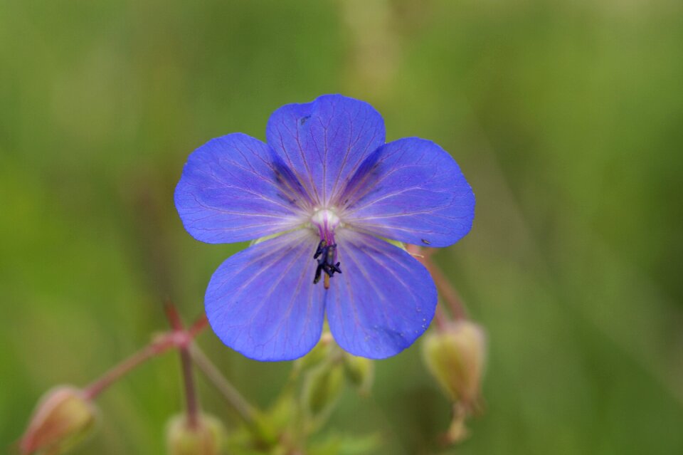 Summer blue stork beak pointed flower photo