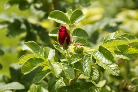Rose hip red blossom