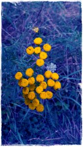Yellow contrast flowers