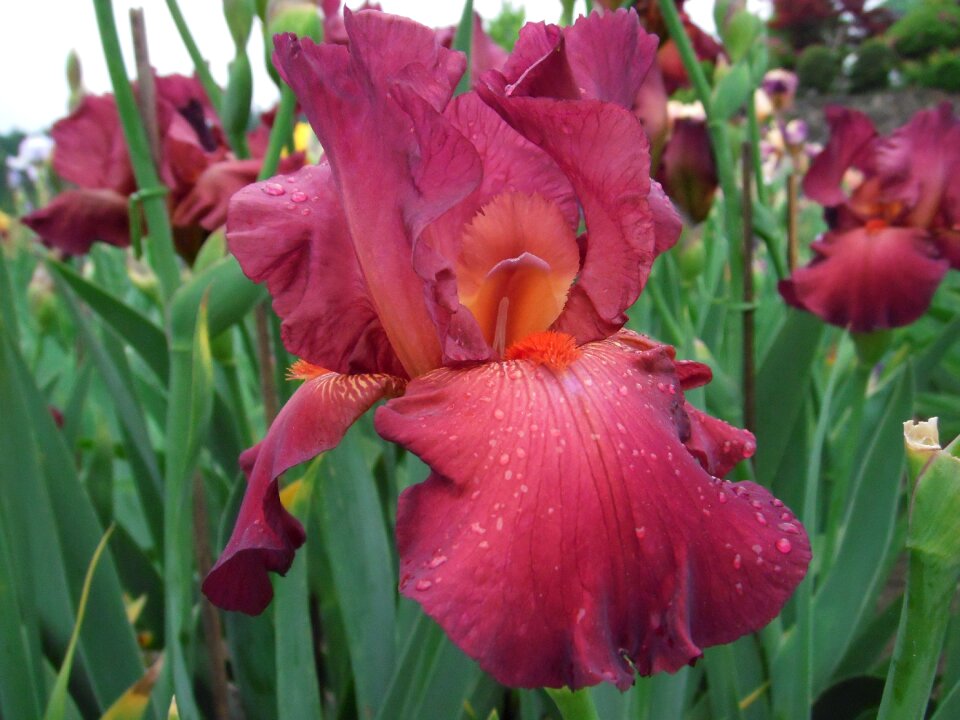 Flowers iris german iris