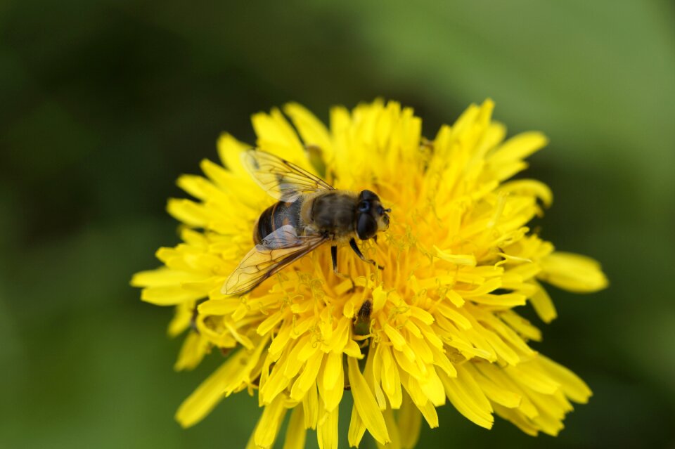 Foraging pollination blossom