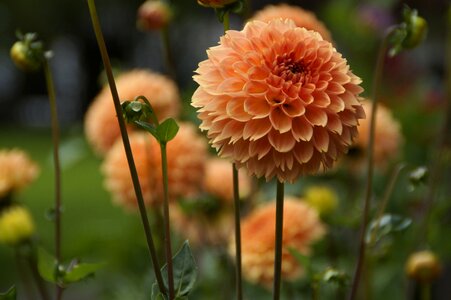 Cottage garden close up flowers