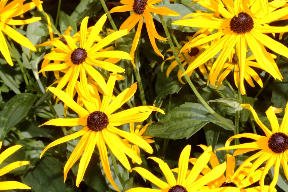 Shiny close up yellow