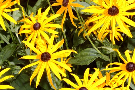 Shiny close up yellow