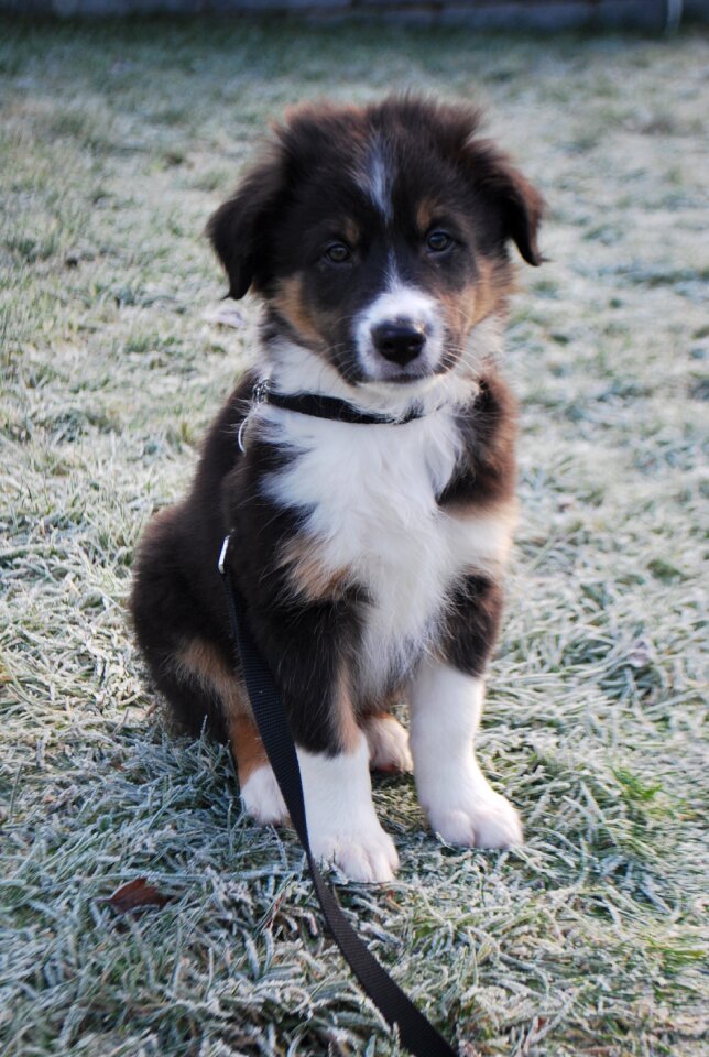 Puppy thinking cute