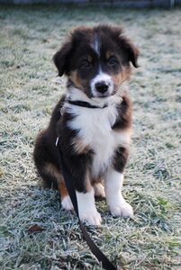 Puppy thinking cute