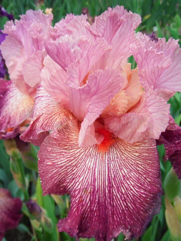 Flowers iris german iris