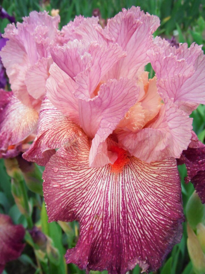 Flowers iris german iris photo