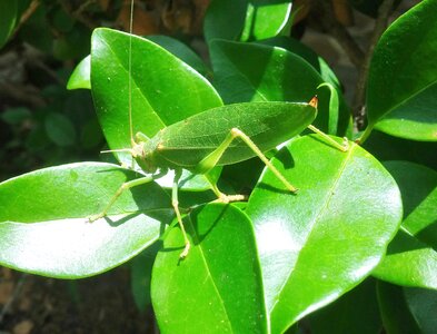 Leaves green insect photo