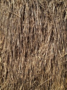 Straw grain grass