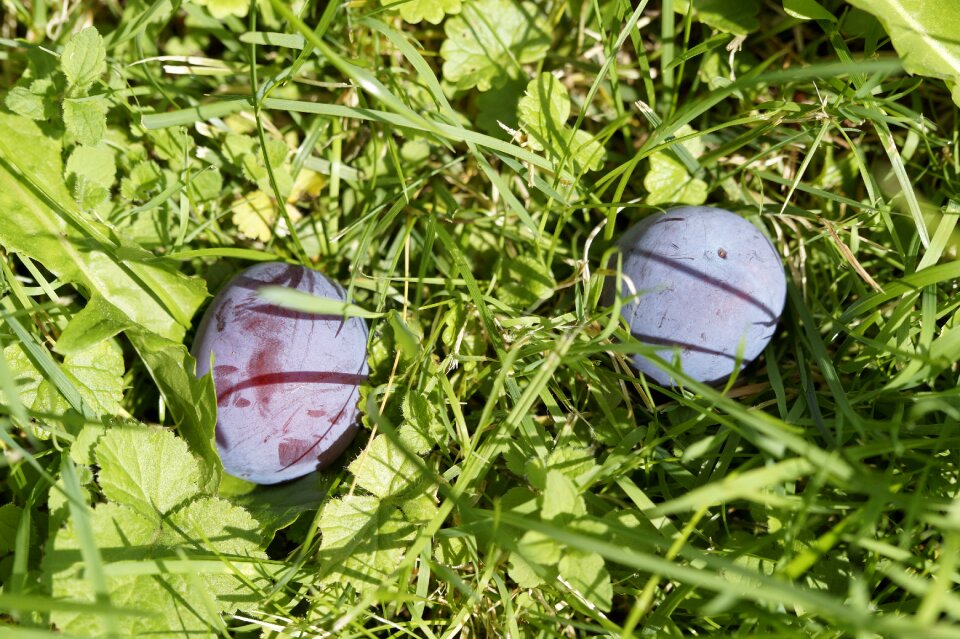 Meadow orchard fruit