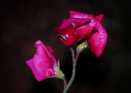 Pea nature flora