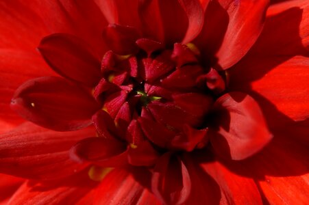 Petals blossom bloom photo