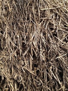 Straw grain grass