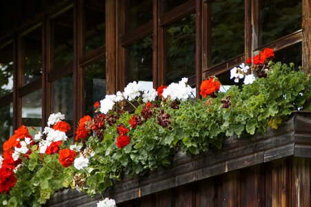 Farmhouse facade glasses