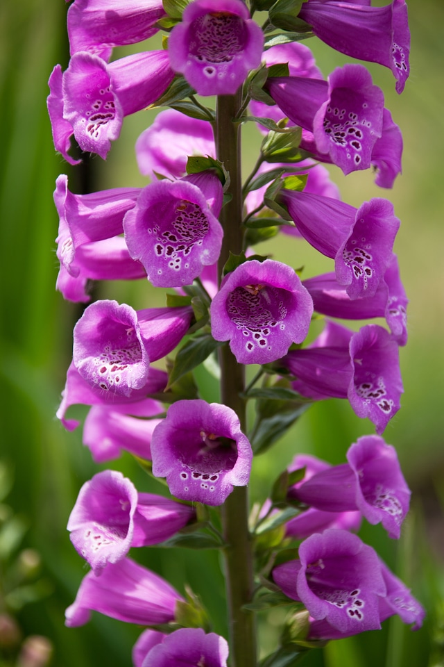 Colorful digitalis flora