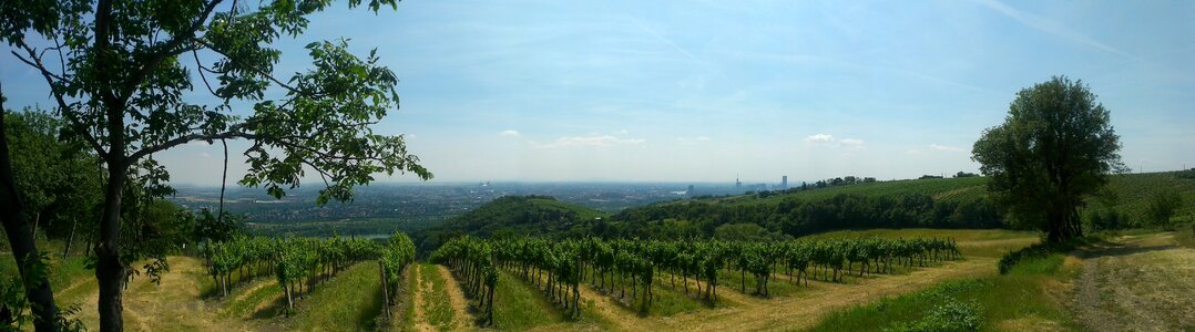 Summer kahlenberg landscape