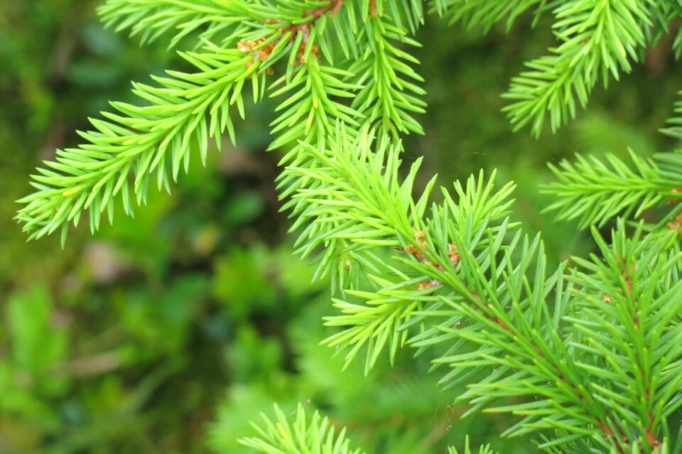 Norrbotten spruce twigs forest