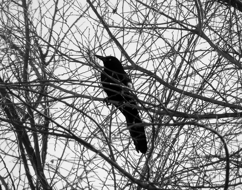 Branch perched forest