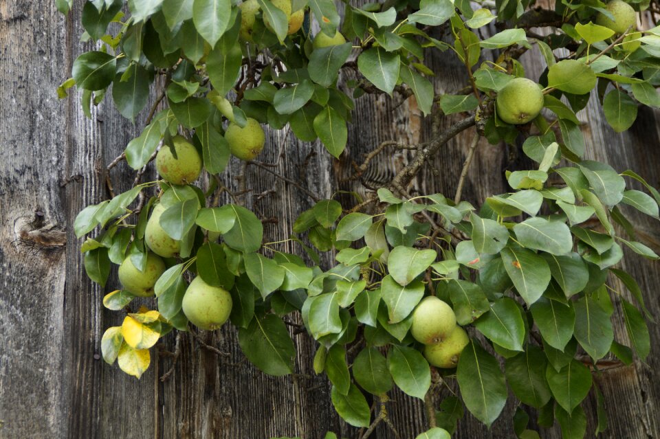 Farmhouse fruit fruits