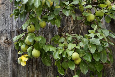 Farmhouse fruit fruits