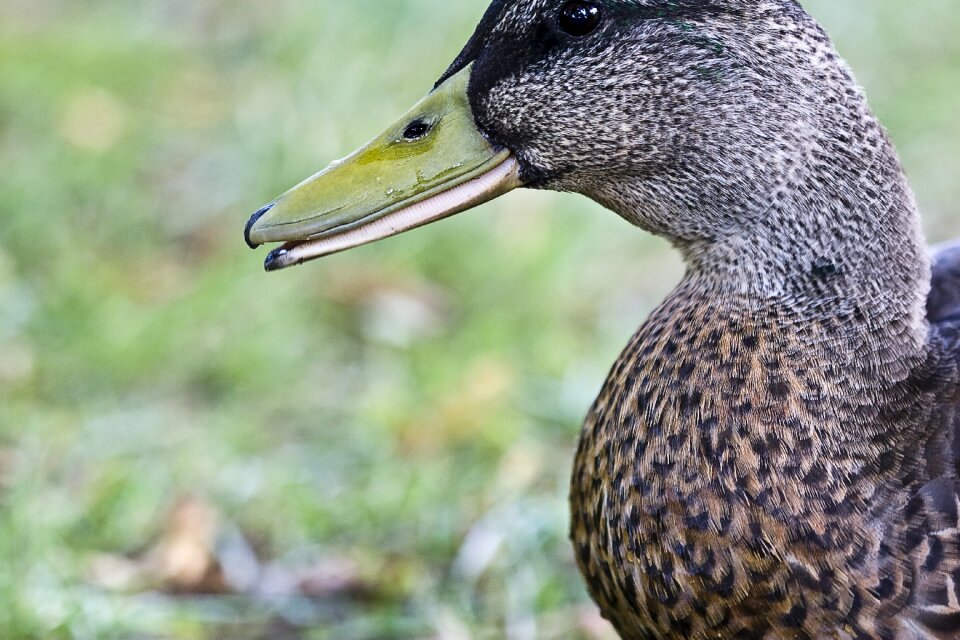 Wild nature water bird