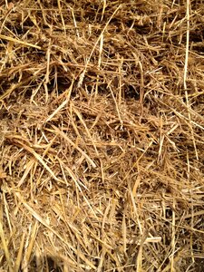 Straw grass grain