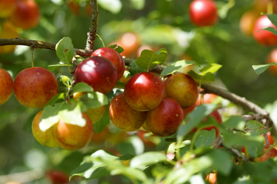 Fruit red delicious