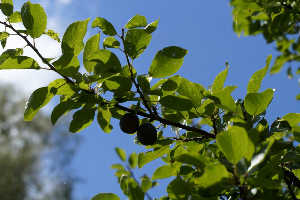 Fruit red delicious