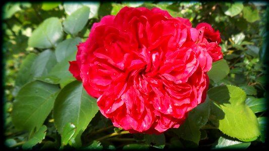 Rose flower red
