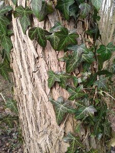 Nature sheet tree bark