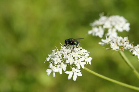 Pointed flower insect summer