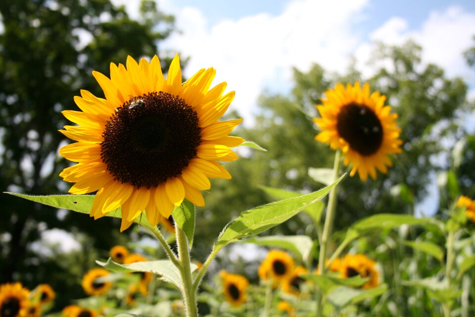 Summer farm yellow